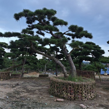 黑松造型盆景精品货