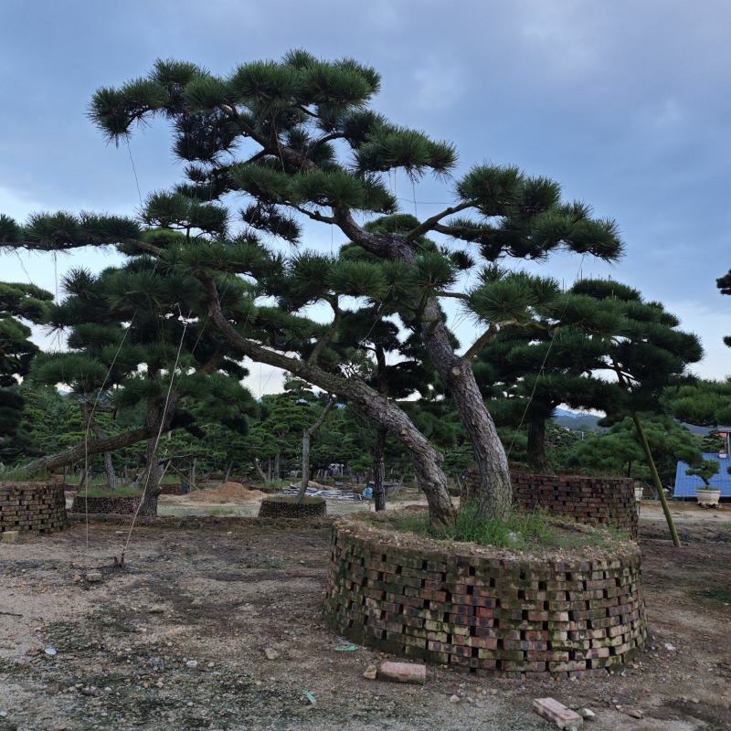 黑松造型盆景精品货