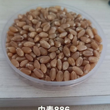 小麦种子中麦886供应商直供对接批发采购电商等