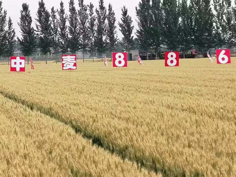小麦种子中麦886供应商直供对接批发采购电商等