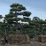 黑松造型盆景精品货