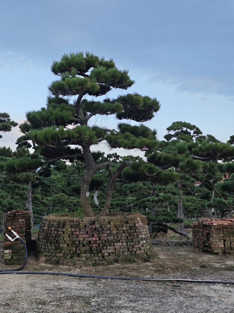 黑松造型盆景精品货