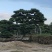 黑松造型盆景精品货