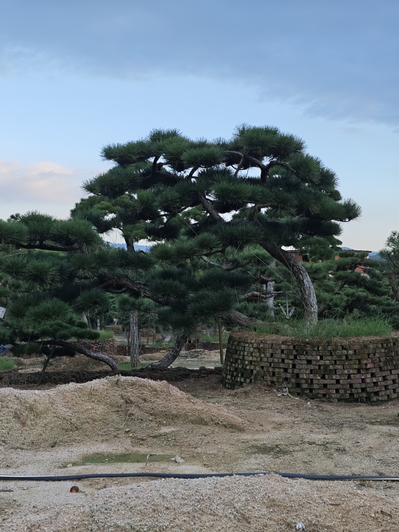 黑松造型盆景精品货
