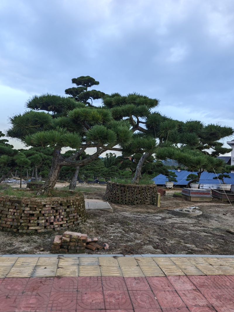 黑松造型盆景精品货