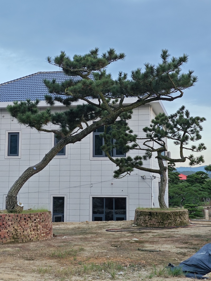 黑松造型盆景精品货
