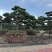 黑松造型盆景精品货