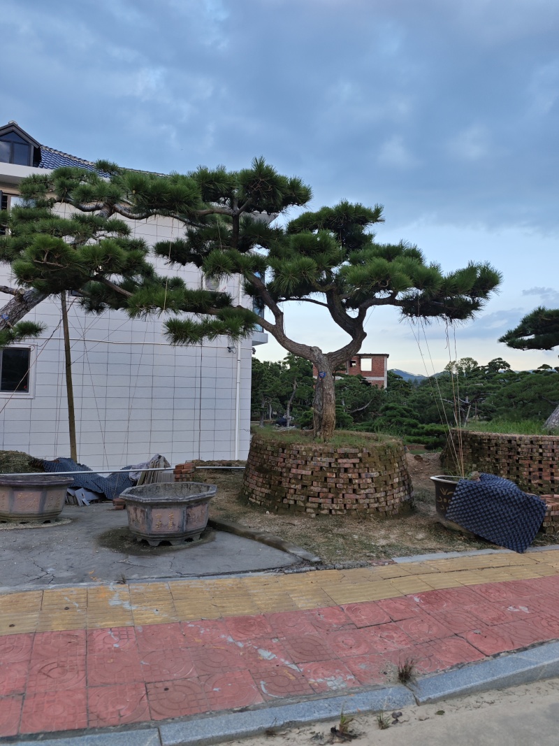 黑松造型盆景精品货