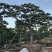 黑松造型盆景精品货