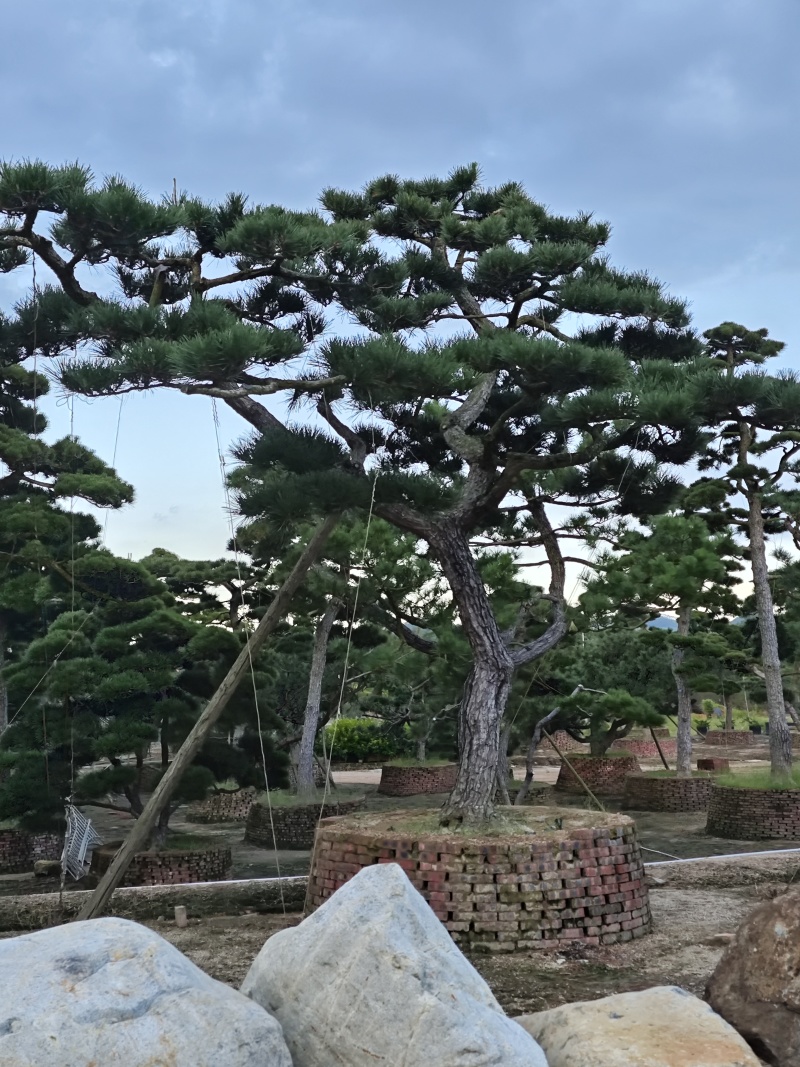 黑松造型盆景精品货