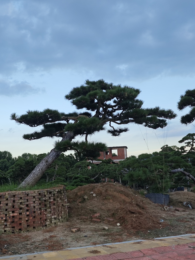 黑松造型盆景精品货