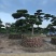 黑松造型盆景精品货