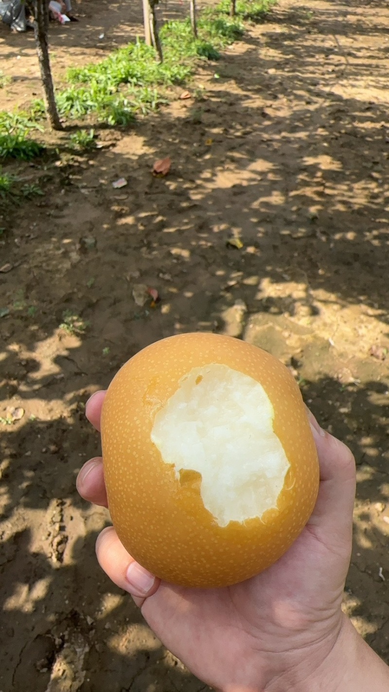 莱阳秋月梨
