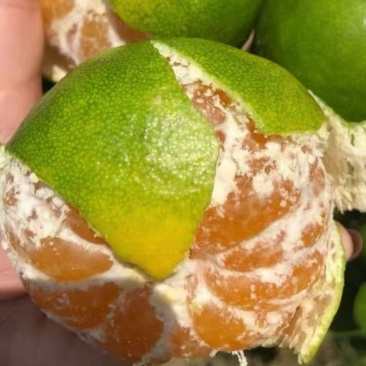 大芬四号特早蜜橘，脱酸，甜口
