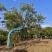 铁冬青造型盆景精品铁冬青