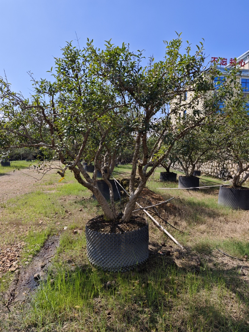 石榴盆景精品造型石榴树庭院绿化