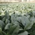 半源东风进口菠菜种子早熟杂交菠菜叶色黑绿抗病性强春秋