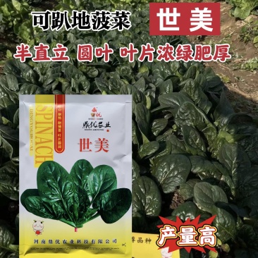 鼎优世美菠菜种子四季菠菜抗热菠菜种籽圆叶趴地菠菜种子