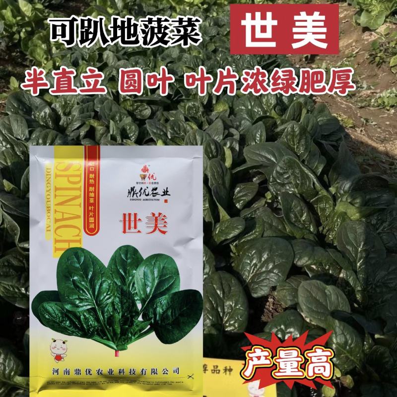 鼎优世美菠菜种子四季菠菜抗热菠菜种籽圆叶趴地菠菜种子