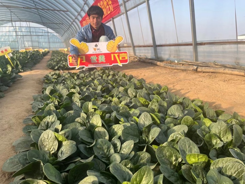 鼎优世美菠菜种子四季菠菜抗热菠菜种籽圆叶趴地菠菜种子