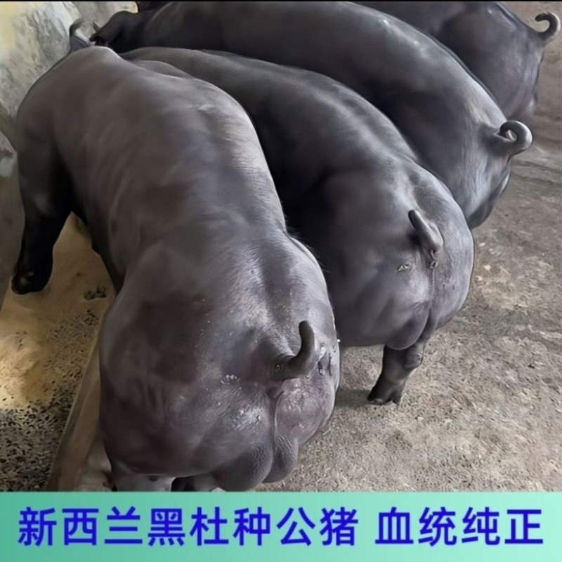 原种国寿黑黑金刚杜洛克旅大黑大白长白太湖