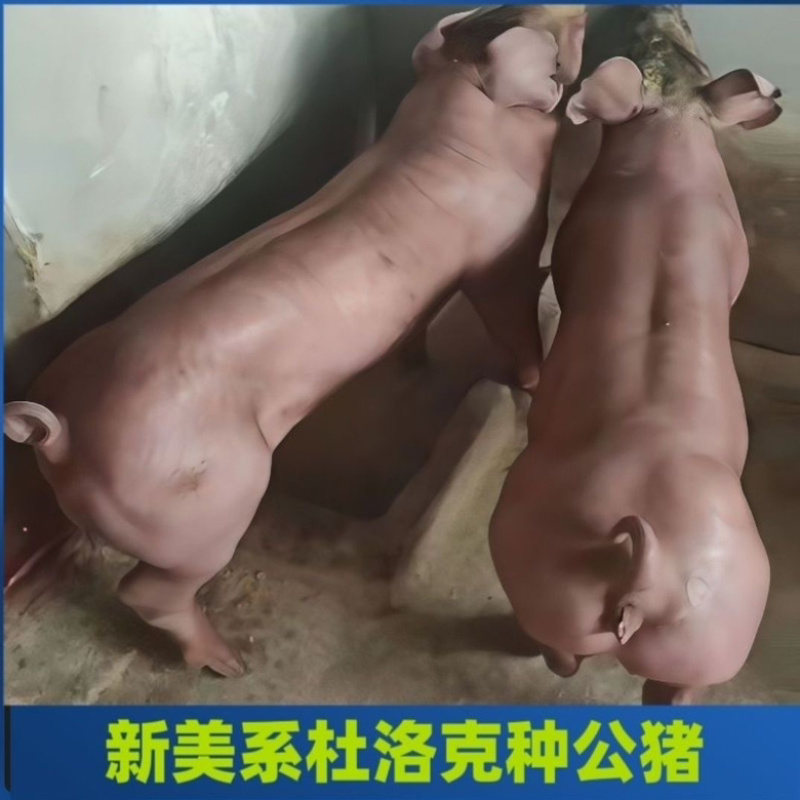 原种国寿黑黑金刚杜洛克旅大黑大白长白太湖