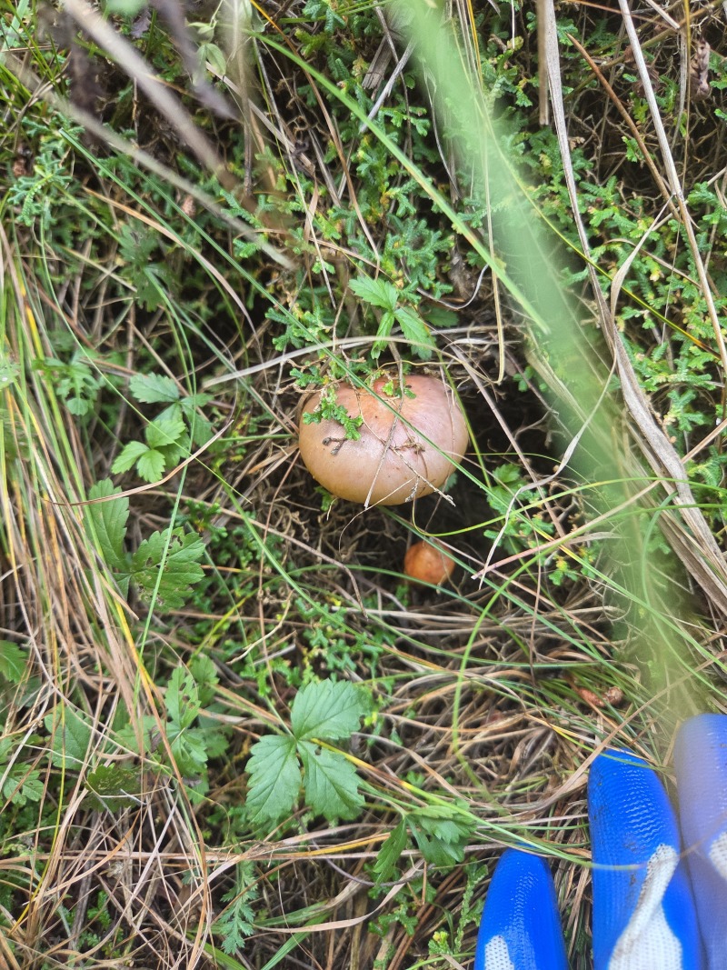当年东北纯野生松蘑、（黄蘑）、红蘑、（肉蘑）干货散装现货
