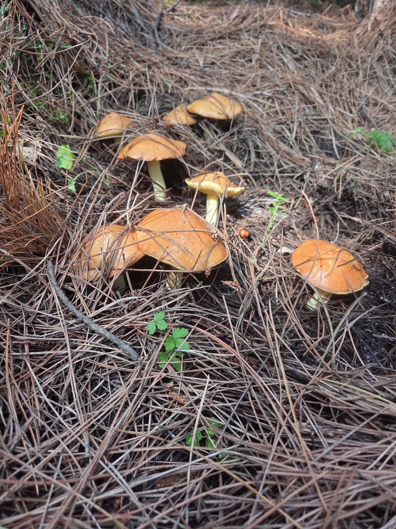 当年东北纯野生松蘑、（黄蘑）、红蘑、（肉蘑）干货散装现货