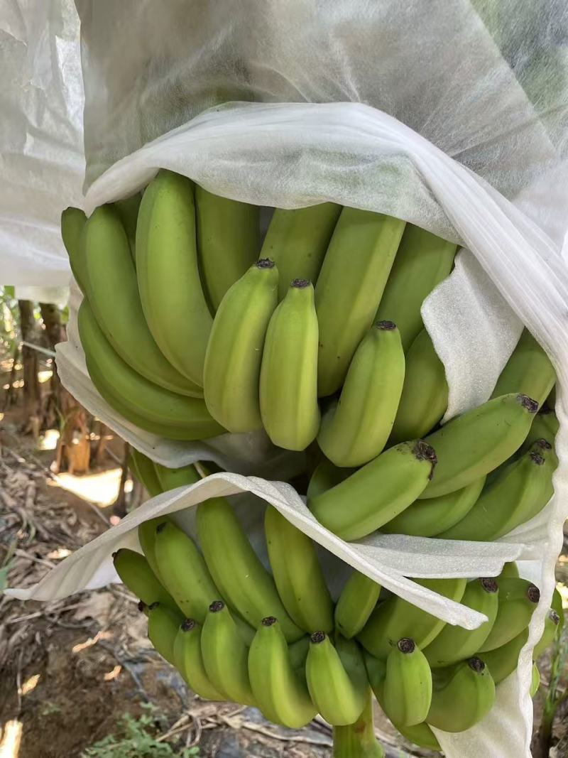 精品香蕉大量供应，全国发货，保质保量，可对接电商商超等