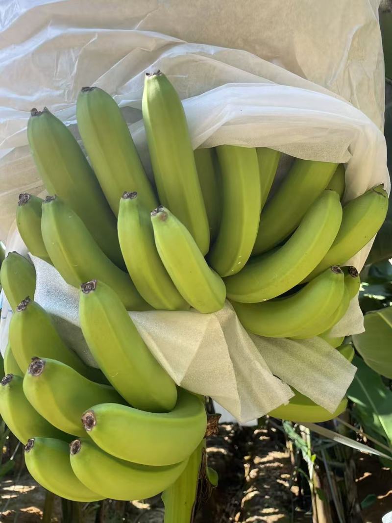 精品香蕉大量供应，全国发货，保质保量，可对接电商商超等
