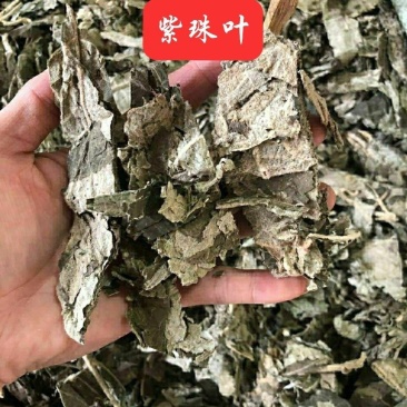 紫竹叶中药材正品无杂质紫珠草紫珠叶紫竹叶大叶紫珠包