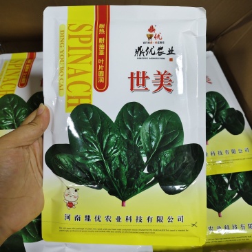 世美趴地菠菜种子抗热菠菜叶片肥厚油亮菠菜种籽产量高