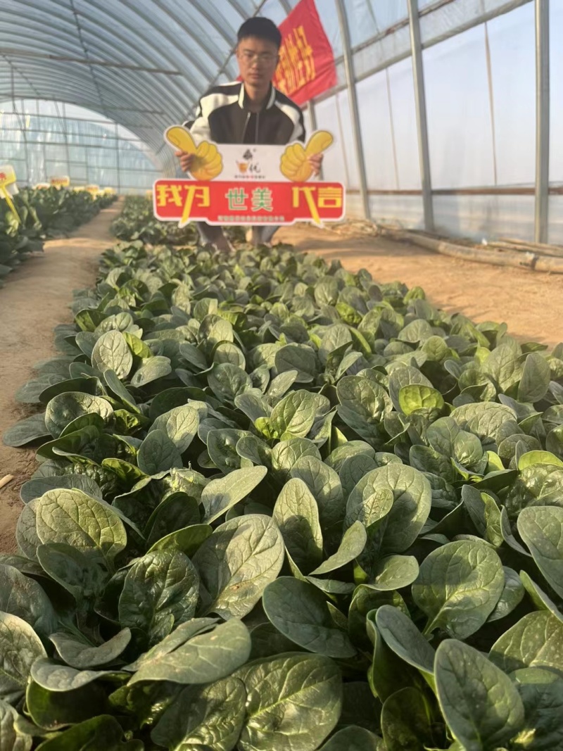世美趴地菠菜种子抗热菠菜叶片肥厚油亮菠菜种籽产量高
