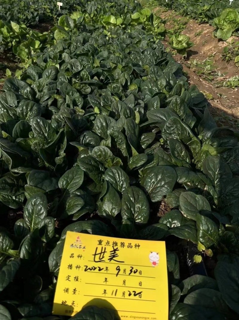 世美趴地菠菜种子抗热菠菜叶片肥厚油亮菠菜种籽产量高
