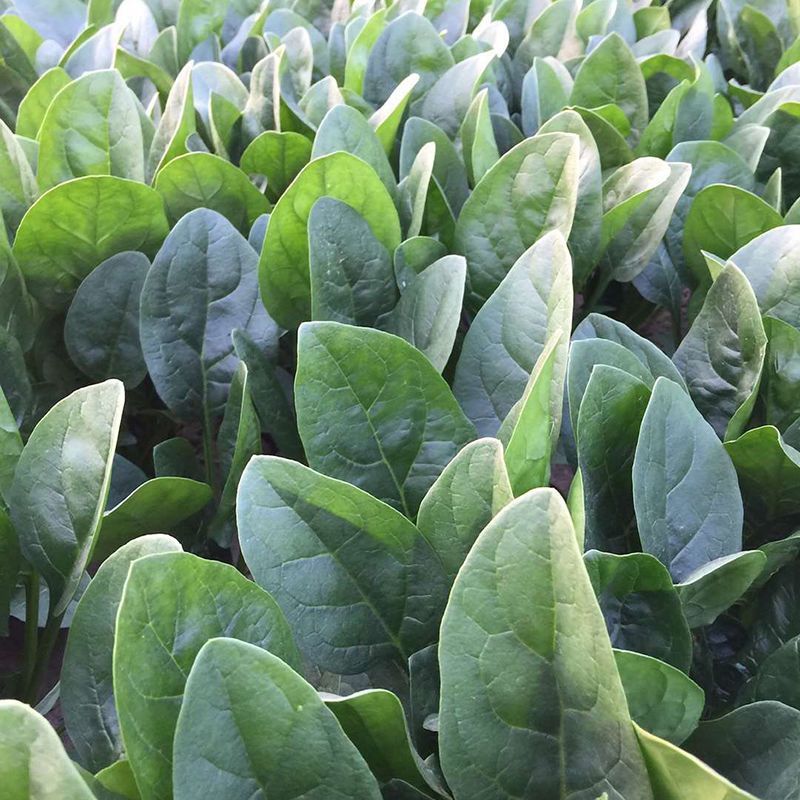 半源东风3号丹麦进口杂交菠菜种子株型直立叶色黑绿易捆扎
