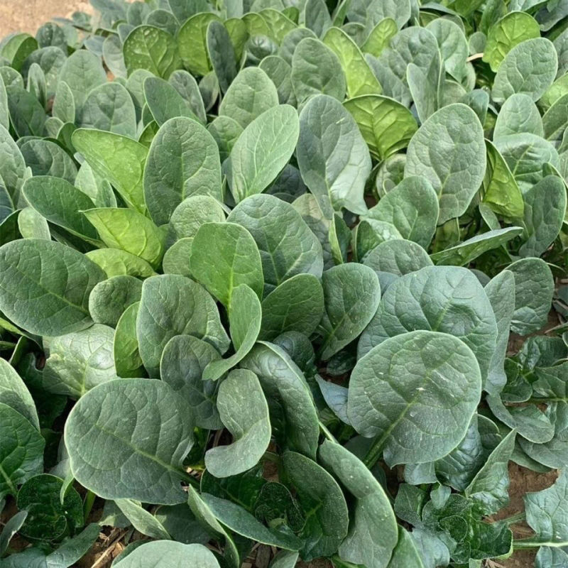 半源东风3号丹麦进口杂交菠菜种子株型直立叶色黑绿易捆扎