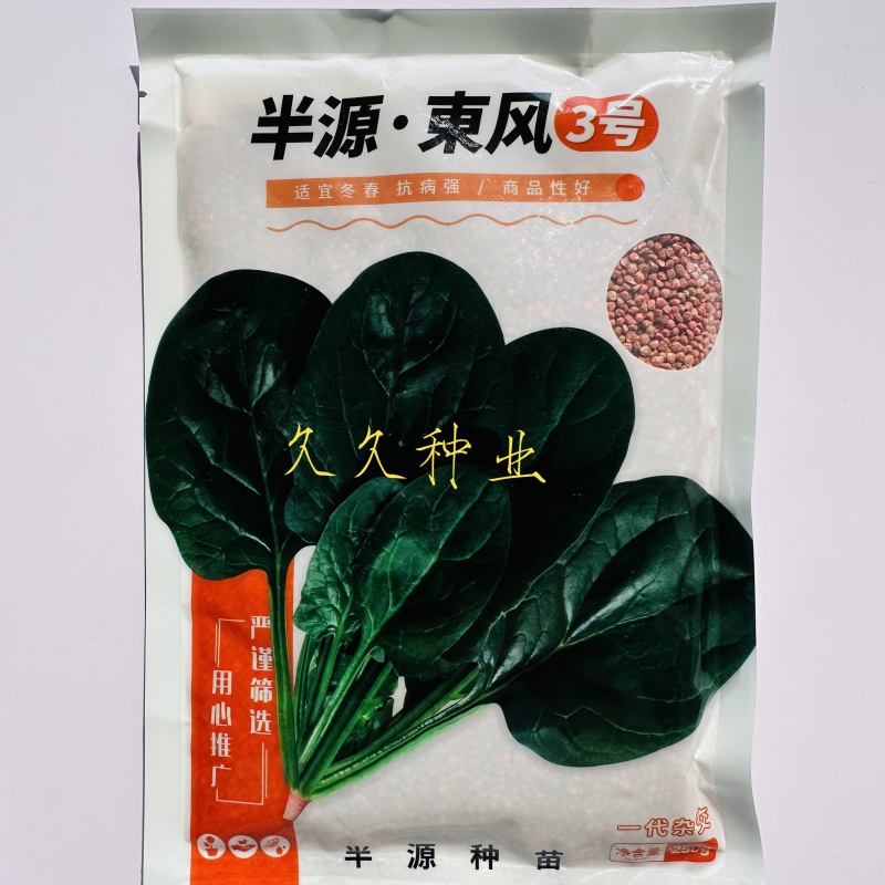 半源东风3号丹麦进口杂交菠菜种子株型直立叶色黑绿易捆扎