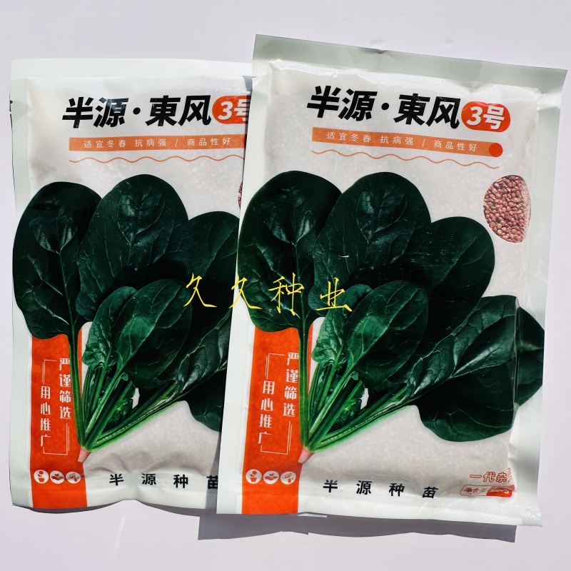 半源东风3号丹麦进口杂交菠菜种子株型直立叶色黑绿易捆扎