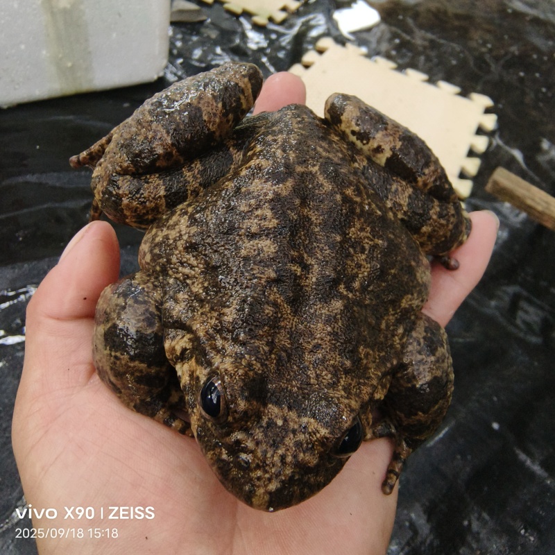 靖州深山大蛙