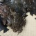 靖州深山大蛙