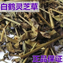 中药材白鹤灵芝草,癣草,仙鹤灵芝草,仙草,纯干产品,