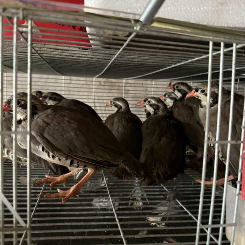 7两鹧鸪