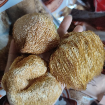 野生猴头菇