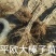 大榛子树苗，平欧系列