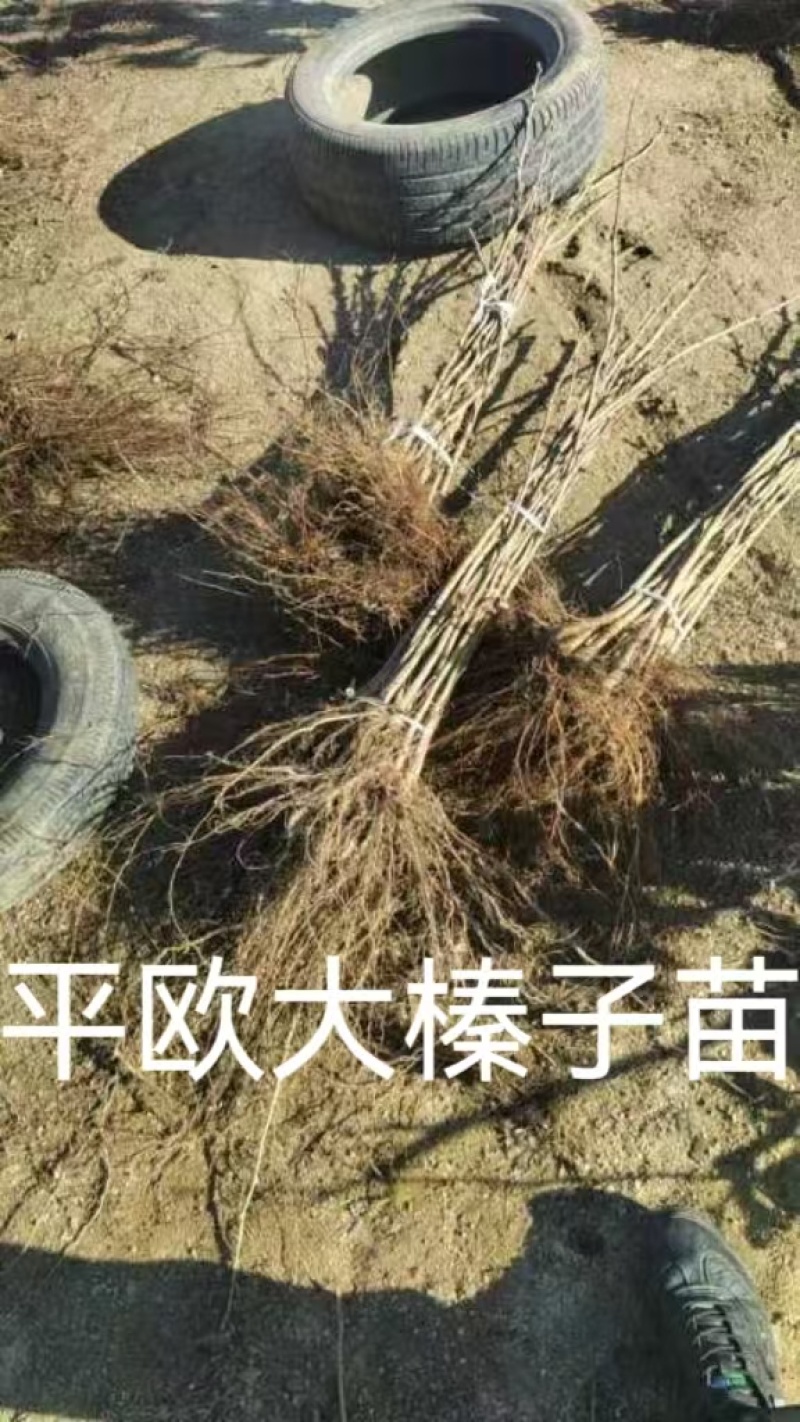 大榛子树苗，平欧系列
