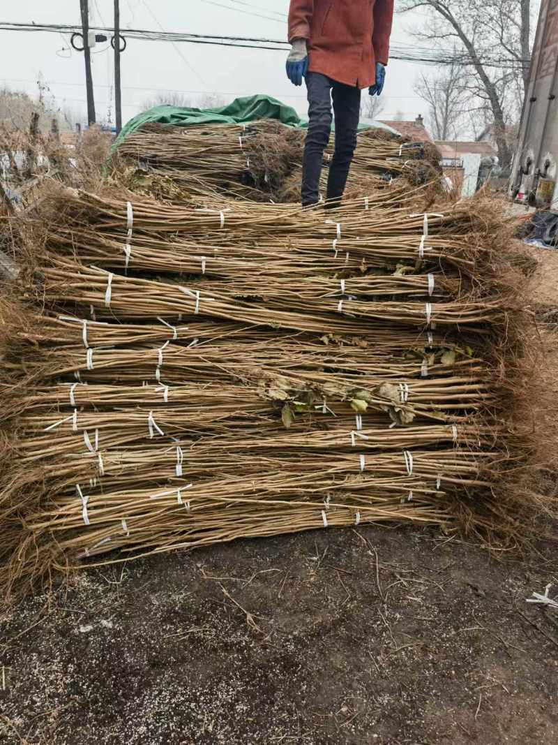 大榛子树苗，平欧系列