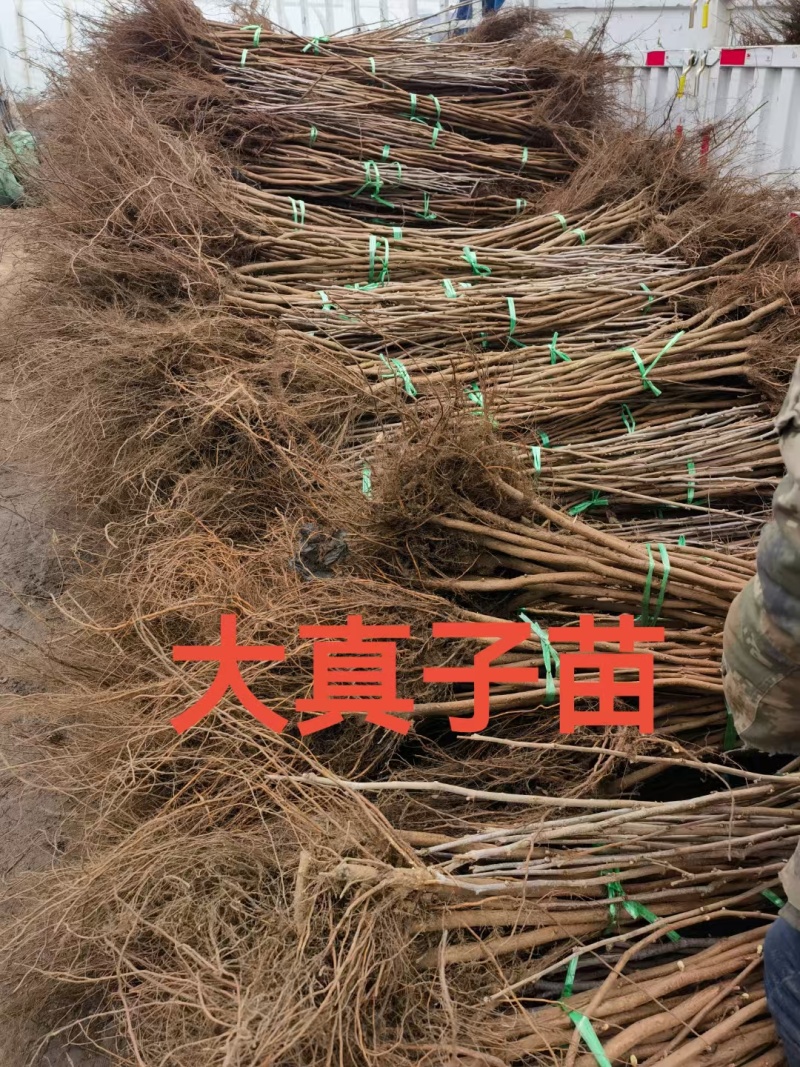 大榛子树苗，平欧系列