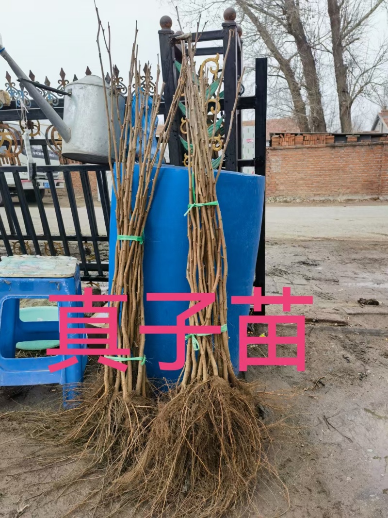 大榛子树苗，平欧系列