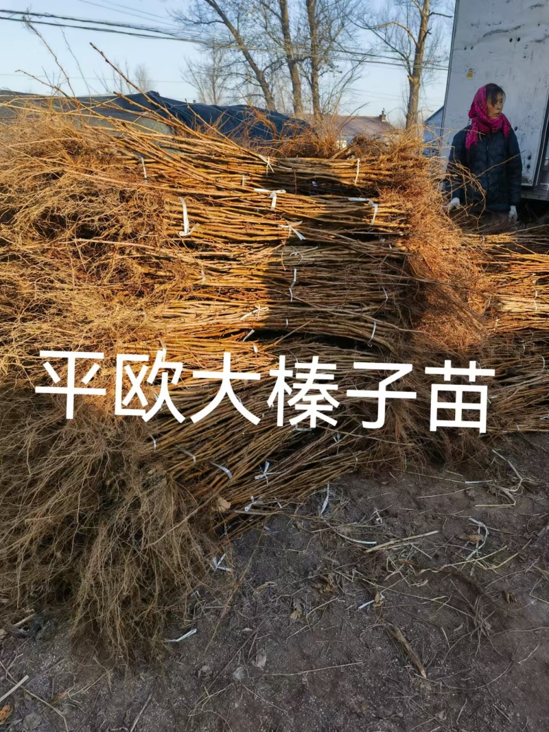 大榛子树苗，平欧系列