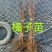 大榛子树苗，平欧系列
